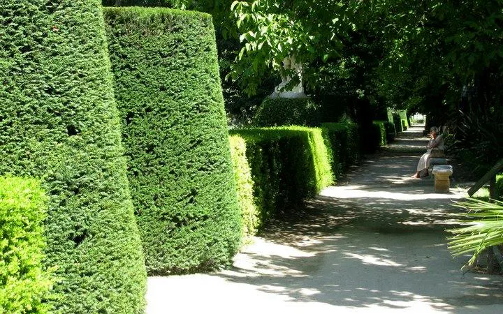Pathway lined with manicured hedges at Real Jardín Botánico, Madrid.