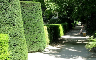Pathway lined with manicured hedges at Real Jardín Botánico, Madrid.