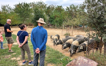 Visitors observing pigs at a farm in Val d'Orcia during a private tour from Florence.