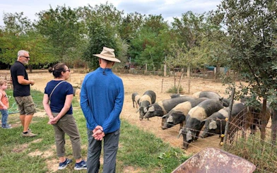 Visitors observing pigs at a farm in Val d'Orcia during a private tour from Florence.