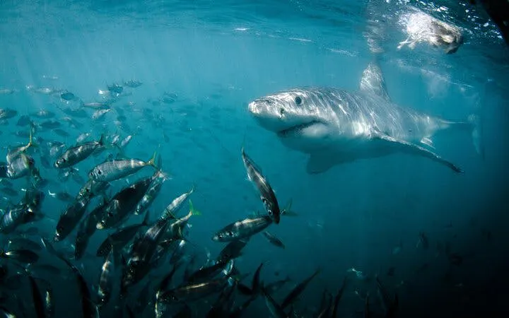 From Cape Town: Gansbaai Shark Cage Diving and Stony Point Penguin Colony Tour Image 10
