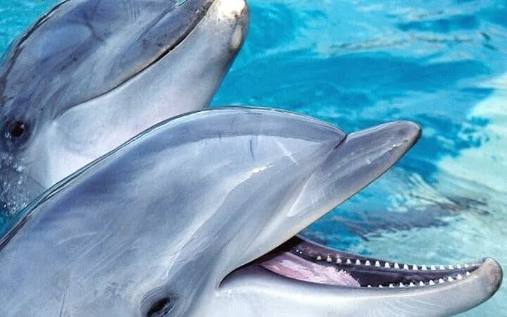 Dolphins swimming in clear water during Sharm El Sheikh experience.