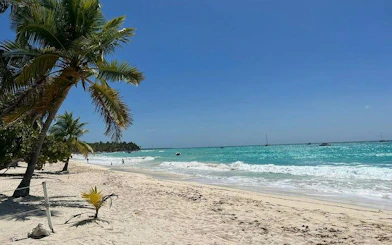 Saona Island beach with palm trees and turquoise water, Punta Cana day trip.