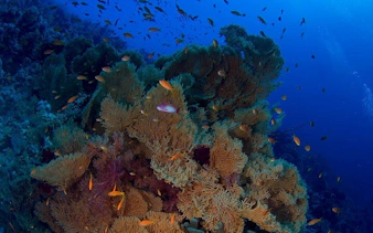 Coral reef and fish underwater during snorkeling trip at Tiran Island, Sharm El Sheikh.