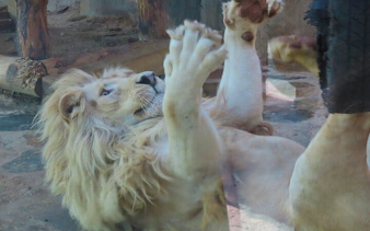 Lion playing in enclosure at Sapanca Zoo during Istanbul tour.
