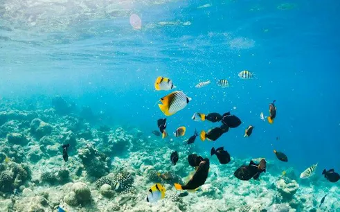 Colorful fish swimming in the clear waters of Blue Hole, Sharm El Sheikh.