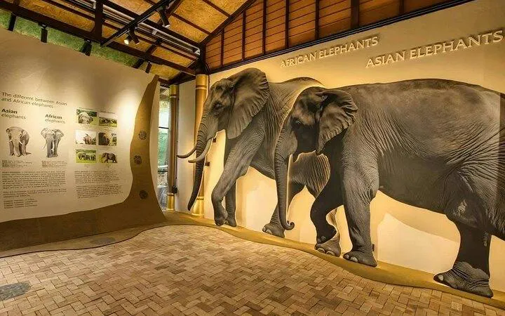 Elephant exhibit at Samui Elephant Museum, Koh Samui, showing African and Asian elephant differences.