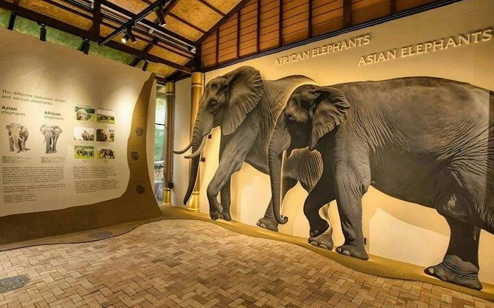 Elephant exhibit at Samui Elephant Museum, Koh Samui, showing African and Asian elephant differences.