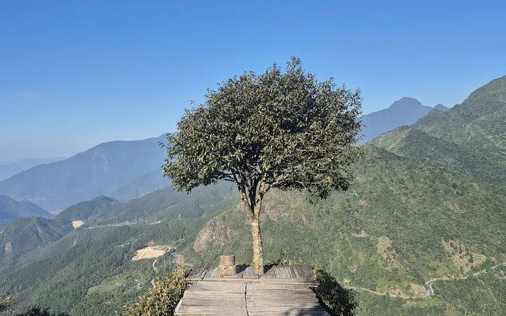 Tree on a wooden platform overlooking Sapa mountains during a private 2-day car tour in Vietnam.