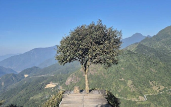 Tree on a wooden platform overlooking Sapa mountains during a private 2-day car tour in Vietnam.