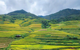 Terraced rice fields in Mu Cang Chai, Vietnam, with lush green hills and scattered huts.