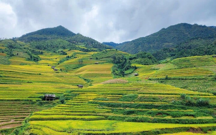 Terraced rice fields in Mu Cang Chai, Vietnam, with lush green hills and scattered huts.