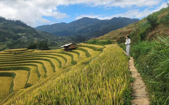 Trekker on path beside terraced rice fields in Mu Cang Chai, Vietnam, with mountains in background.
