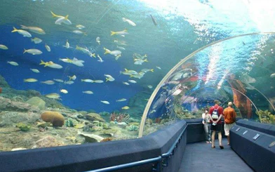 Underwater tunnel with fish at Underwater World Pattaya, visitors walking through.
