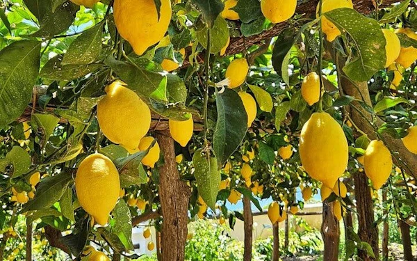 Amalfi Coast Vespa Tour with Guided Historic Lemon Grove Visit and Local Tastings