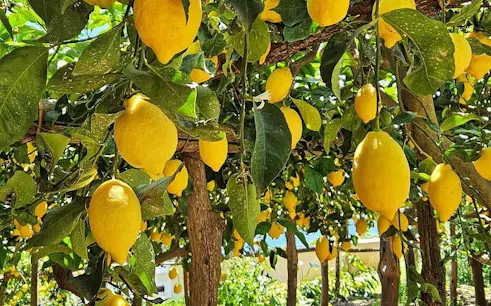 Lemon grove in Amalfi Coast with ripe lemons hanging from trees.