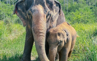 Elephants at sanctuary in Samui surrounded by lush greenery.
