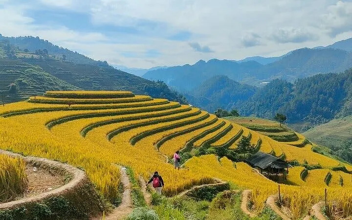 Rice terraces in Mu Cang Chai with travelers walking along paths, surrounded by mountains.