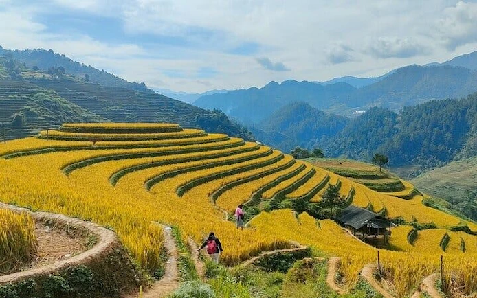 Rice terraces in Mu Cang Chai with travelers walking along paths, surrounded by mountains.