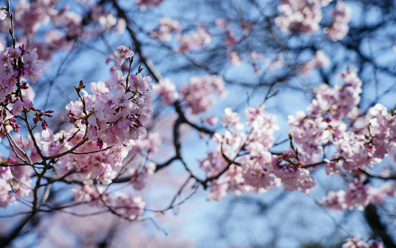 Cherry blossoms in Shinjuku Gyoen, Tokyo, during a self-guided audio walk.