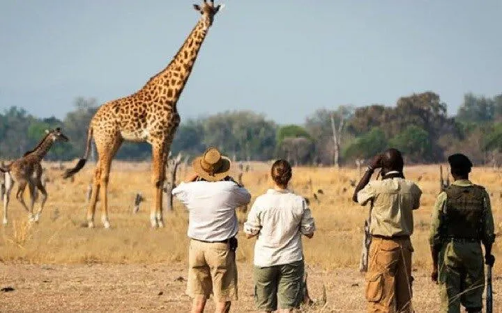 Tourists observing giraffes on a safari in Selous, Tanzania.