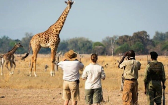 Tourists observing giraffes on a safari in Selous, Tanzania.