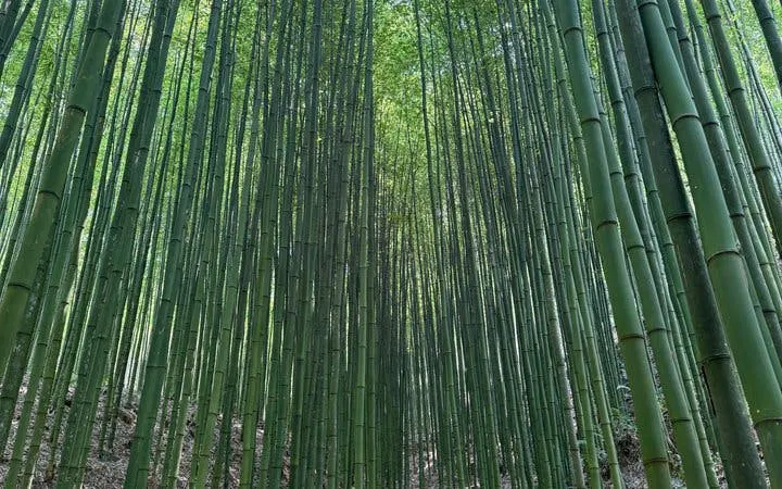 Bamboo forest view on Mu Cang Chai motorbike tour, Vietnam.
