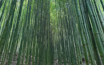 Bamboo forest view on Mu Cang Chai motorbike tour, Vietnam.