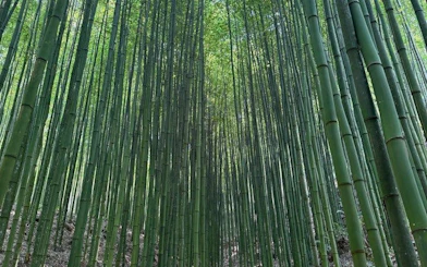 Bamboo forest view on Mu Cang Chai motorbike tour, Vietnam.