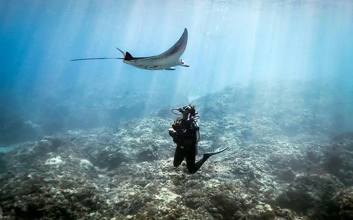 Diver exploring coral reef with manta ray in Hurghada.