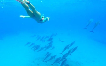 Snorkeler swimming above dolphins in clear waters near Hurghada.