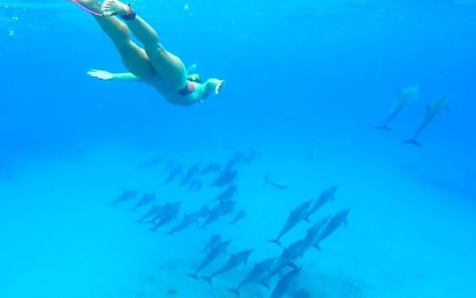 Snorkeler swimming above dolphins in clear waters near Hurghada.
