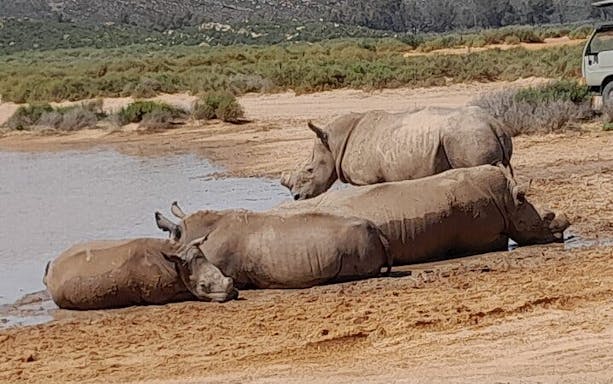 safári na reserva privada de aquila: passeio guiado em grupo reduzido para ver os “big 5”-5