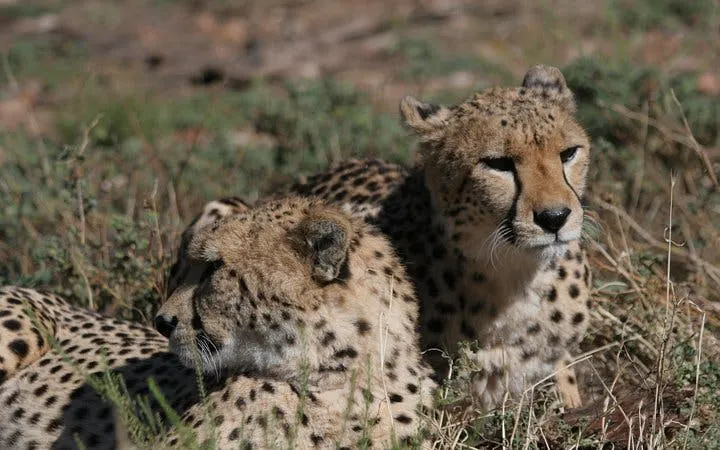 aquila game reserve safari: shared hotel transfers and group 4x4 game drive-7