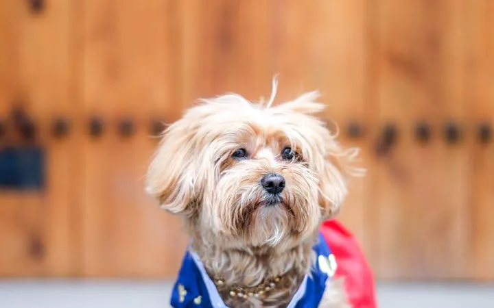 Dog wearing a traditional Korean hanbok in front of a wooden palace door in Seoul.