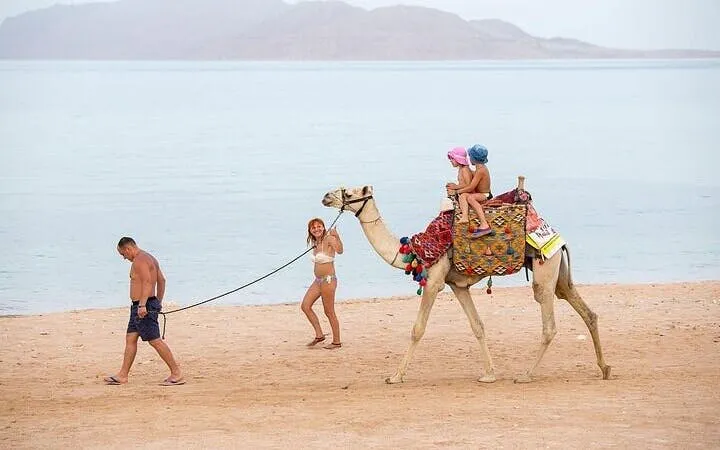 Camel Ride Two Hours Experience With Transfer - Sharm El Sheikh Image 10