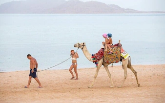 Camel ride along Sharm El Sheikh beach with two children seated.