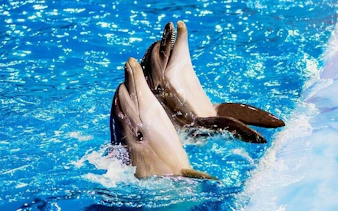Dolphins swimming in a pool during a Sharm El Sheikh experience.