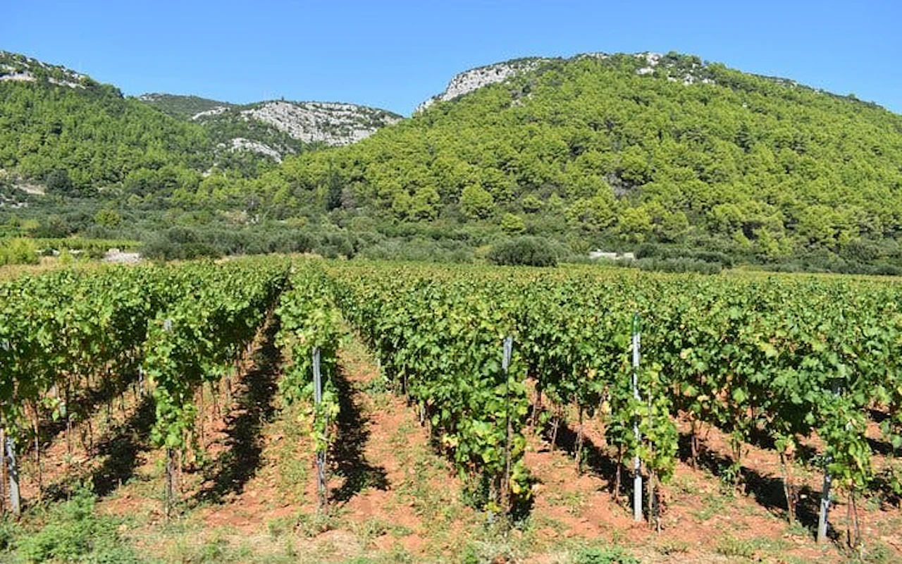 Tour dei vini a Korčula in minibus scoperto con degustazioni di vini in tre cantine e prelibatezze locali — 7