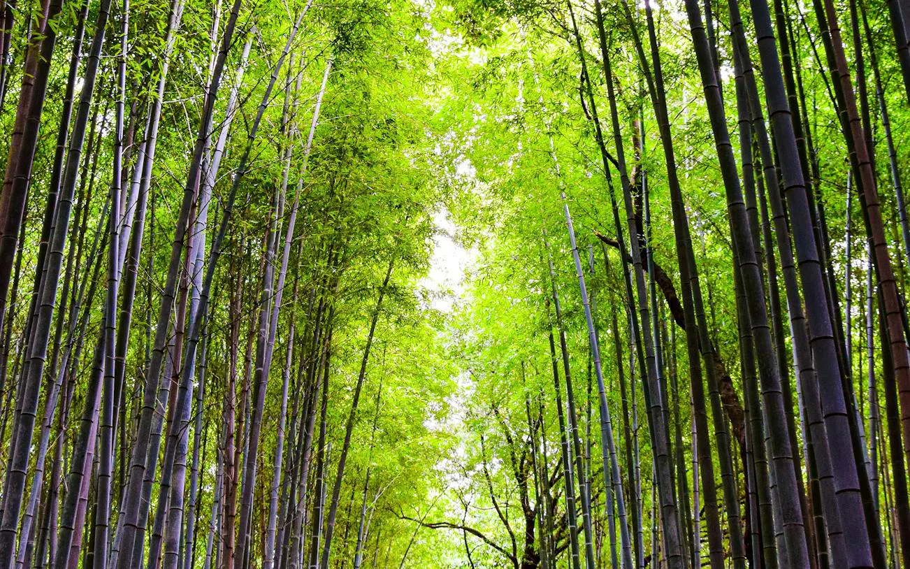 Bamboo Grove in Arashiyama, Kyoto, Japan, with tall green bamboo stalks.