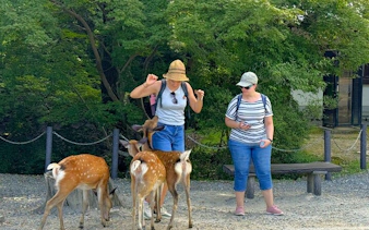 Visitors interacting with deer at Nara Deer Park, Japan, during a private half-day tour.