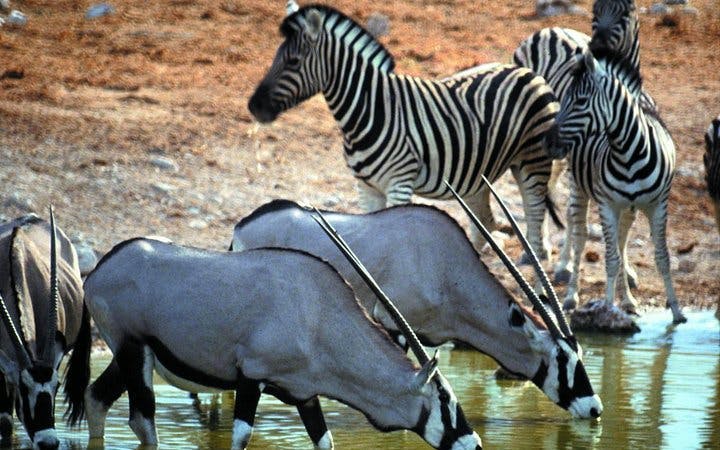 aquila private game reserve private safari tour with transfers from cape town-3