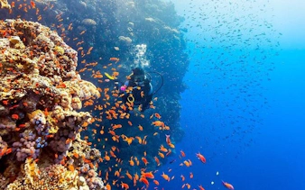 Scuba diver exploring coral reef with colorful fish in Sharm El Sheikh.