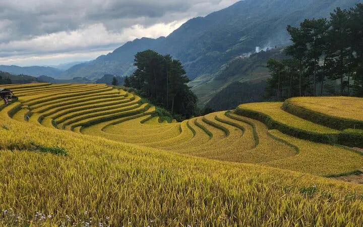 Mu Cang Chai Small-Group Trekking Tour with Local H’mong Guides, Village Visits, and Homestay (Product 54289)
