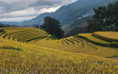 Terraced rice fields in Mu Cang Chai, Vietnam, with mountains in the background.