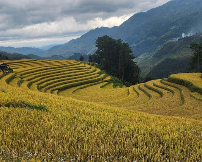 Mu Cang Chai Small-Group Trekking Tour with Local H’mong Guides, Village Visits, and Homestay (Product 54289)