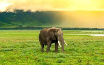Elephant grazing in Ngorongoro Crater, Tanzania, during an 8-day Zanzibar journey.