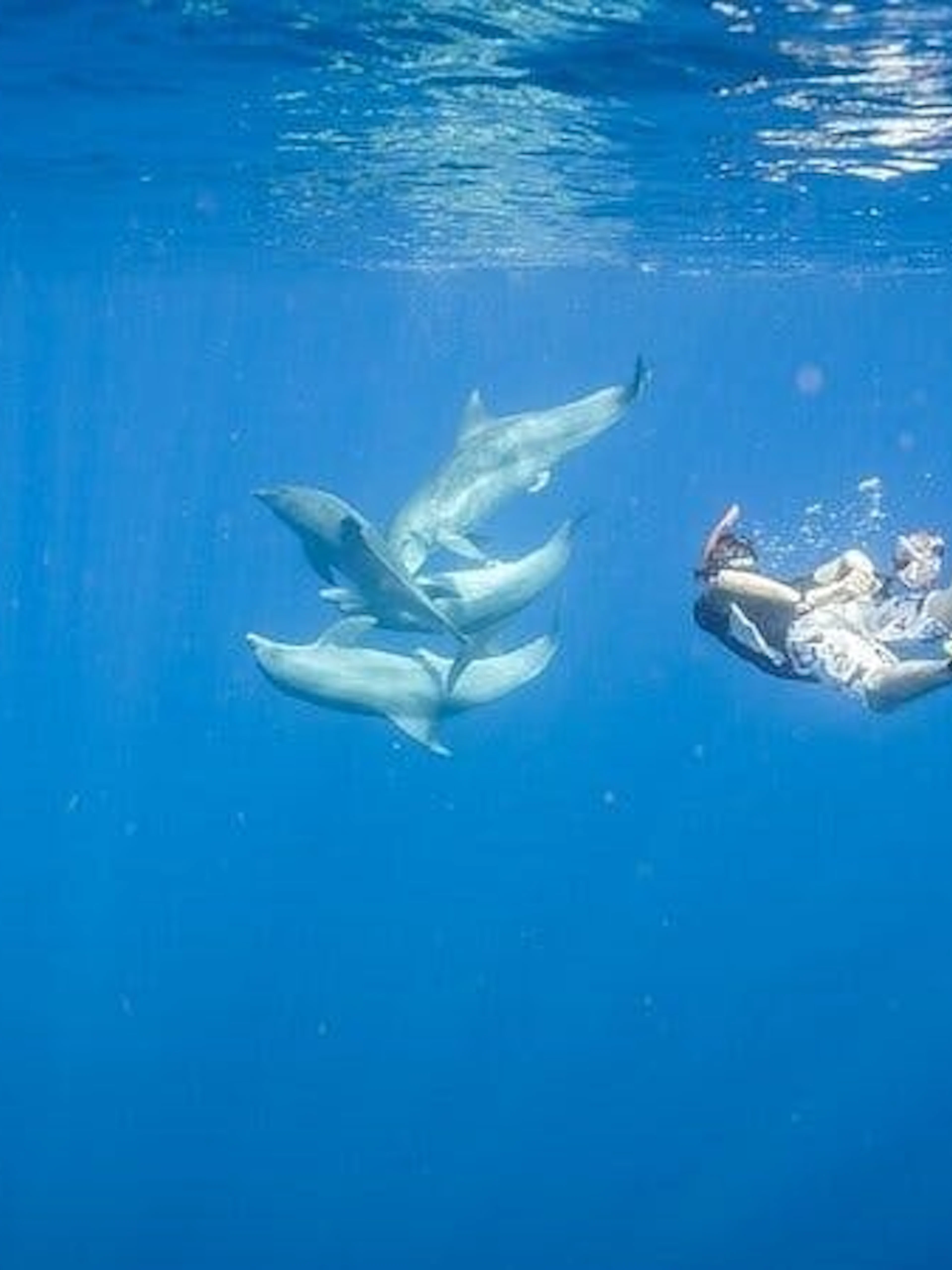 Snorkeler swimming with dolphins in clear blue water near Hurghada.