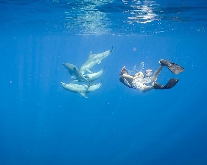 Private Speed Boat Snorkeling with Dolphins Trip - Hurghada