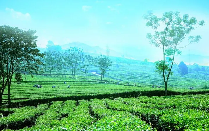 Tea fields in Sapa with distant hills and scattered trees, part of a private motorbike tour.